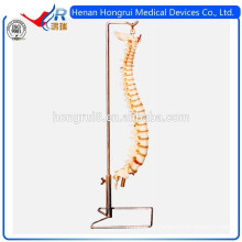 ISO Advanced Flexible Spine model
